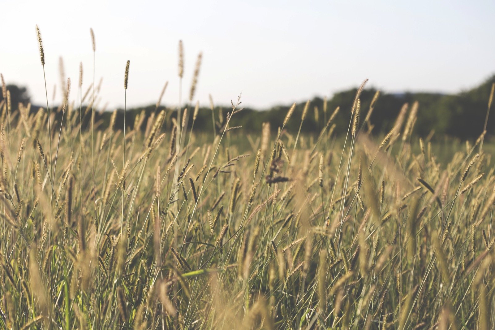 Field